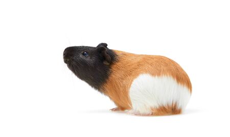 Guinea pig (Cavia porcellus) is a popular household pet A young tricolor Guinea pig stands sideways and looks up on white Background.の写真素材