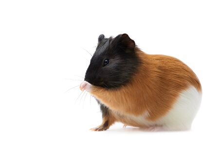 Guinea pig Cavia porcellus is a popular household pet Guinea pig licks paw, pet is washing his tongue. Studio portrait of Guinea Pig isolated on white background.の写真素材