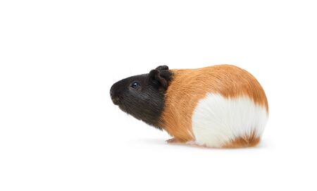 Guinea pig Cavia porcellus is a popular household pet A young tricolor Guinea pig stands sideways and looks up on white Background.の写真素材