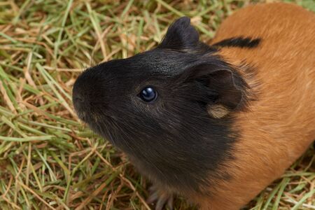 Guinea Pig in the hay. Top view close-upの写真素材