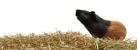 Guinea pig Cavia porcellus is a popular pet. A young tricolor guinea pig stands sideways on dry grass and looks up on a white background.の写真素材