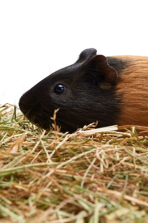 Muzzle of a guinea pig close-up. The pet lies on the hay. Studio portrait of Guinea Pig isolated on white background.の写真素材