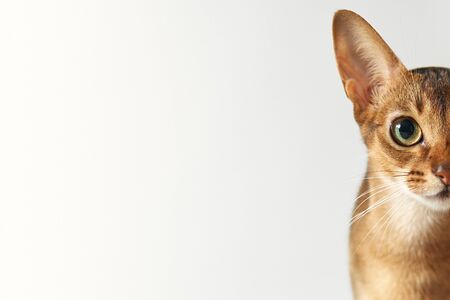 Young brown abessin cat Half of muzzle close up portrait on a white background Free place. Cat portrait close up, only head crop, cat stare at the viewer with space for advertising and text, cat head.の写真素材