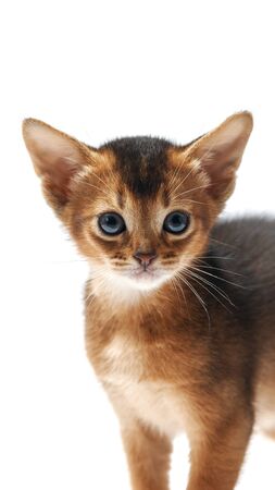 Portrait of a little funny brown kitten. purebred abessin kitten is looking at the camera. Pet at home. Studio photo on a white background isolate.の写真素材