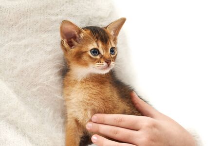 Close up photo of a little Ñaucasian girl in a white sweater stroking her little ginger kitten against white background. Pet care. Thoroughbred Abyssinian kitten.の写真素材
