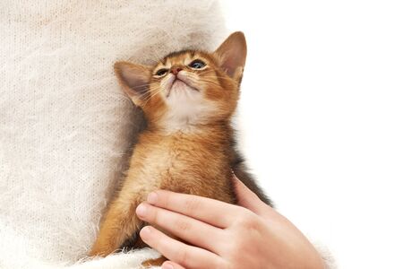 Child in a white sweater holds a kitten, the kitten raised his head and looks at the child, close-up Pet care. Thoroughbred Abyssinian kitten.の写真素材