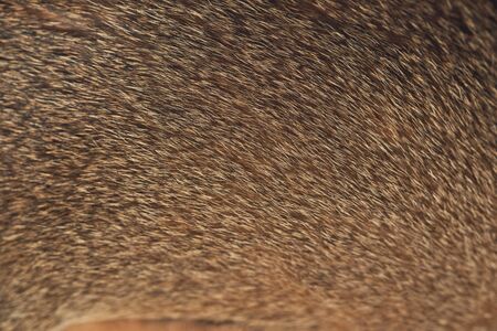 Brown cats fur background cat hair texture close up background Concept for Background, textures and wallpaper Fur cat, hair Domestic animal wool texture with copyspace Cat fur pattern.の写真素材