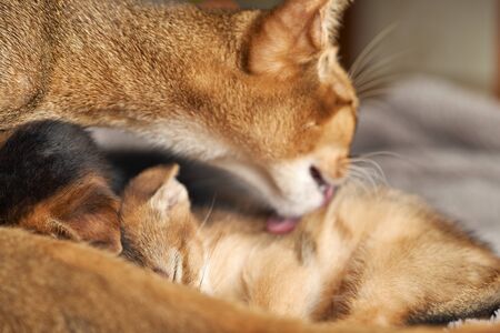 A cat mother licks the tongue of her sleeping kitten. Red pedigree abessin cat. Concept of motherhood and care. Close-up photo.の写真素材
