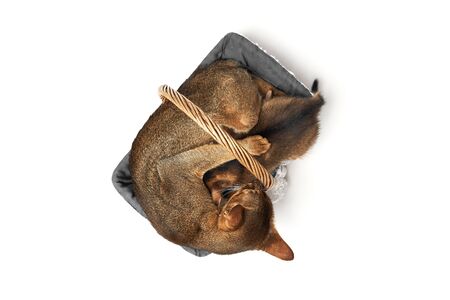 Brown abessin cat with a kitten sleeping in its soft cozy basket on a white background Pets are sleeping in a basket. Concept of motherhood and care.の写真素材