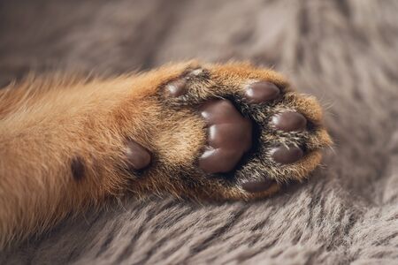 Cat paw on brown carpet background Brown purebred abessin cat. Ð¡oncept of comfort and peace. Pet at home.の写真素材