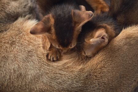 Two little kittens suck milk at a cats mom. Brown purebred abyssinian cats. The concept of motherhood and care. Lactation. View from above. Close up photo.の写真素材
