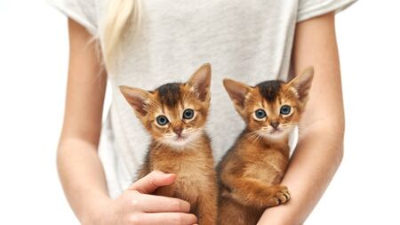 Close up photo of a little caucasian girl stroking her little red kittens against a white background. People and animals in love. Kittens are looking at the camera. Purebred abessin kittens.の写真素材