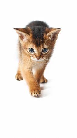 The little kitten is sneaking up. Studio photo on a white background. Isolate Brown purebred kitten. Front view.の写真素材