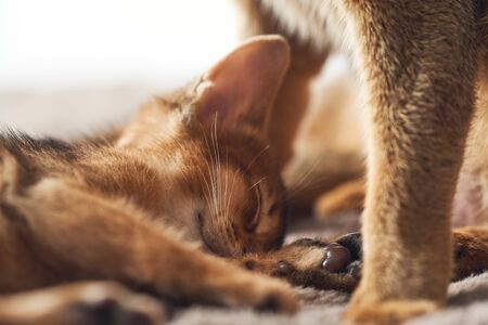 Little kitten sleeps next to mom cat. Abyssinian cats. Concept of motherhood and care. Close-up photo.の写真素材
