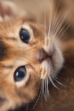 A relaxed cat is looking at the camera. Abessin thoroughbred kitten. Gray-blue sleepy eyes. The muzzle turned to the camera. View from above.の写真素材
