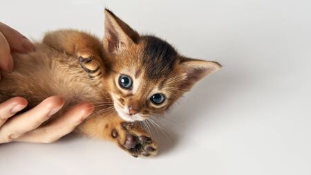 A little kitten lies on a human hand, raising its paws. Purebred Abyssinian brown-red kitten with green eyes. The cat is looking at the camera. Photo on a white background.の写真素材