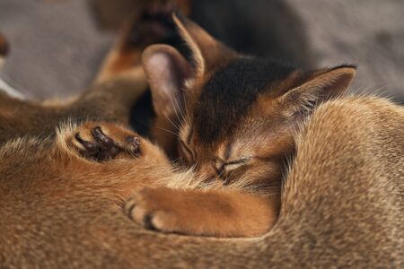 Little kitten suck milk at a cats mom. Brown purebred abyssinian cats. The concept of motherhood and care. Lactation. View from above. Close up photo.の写真素材