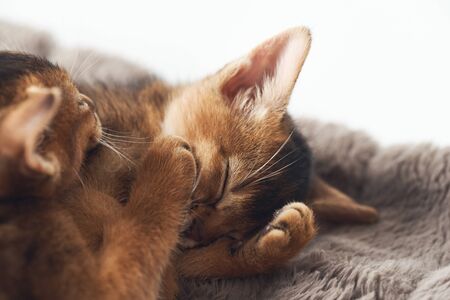 Cute little ginger kittens sleeping on a soft brown blanket. Two twin kittens. Photo of a brown purebred abessin kitten. Dream sleep rest slumber.の写真素材