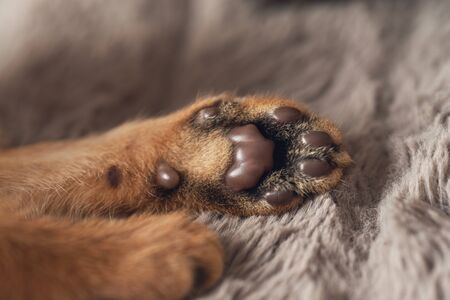 Cat paw on brown carpet background Brown purebred abessin cat. Concept of comfort and peace. Pet at home.の写真素材