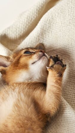 A little ginger kitten is playing. Abessian thoroughbred kitty lies on his back with his paw up on a light blanket. View from above. Cute pet.の写真素材