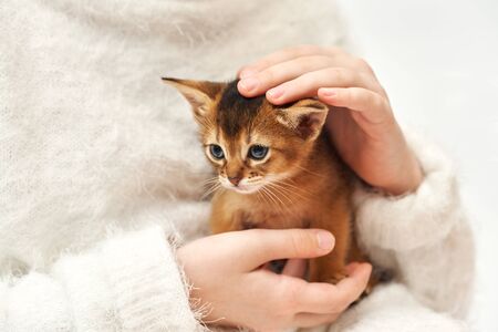 Child in a white sweater stroking a cats head, close-up horizontal photo Pet care. Thoroughbred Abyssinian kitten.の写真素材