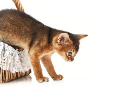 A little kitten runs away from the basket. Studio photo on a white background. Isolate. Brown thoroughbred kitten. Side view.の写真素材