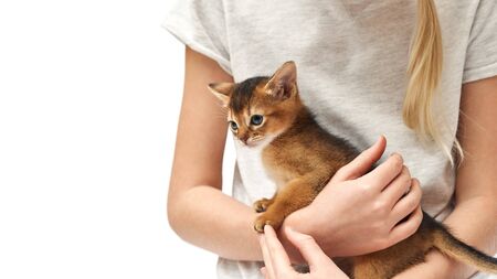 Close up photo of a girl stroking her little ginger kitten against white background. Positive human emotions, facial expression, feelings. People and animals in love.の写真素材