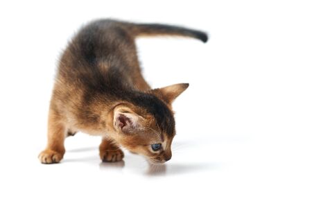 Little brown kitten with blue eyes. Studio photo on a white background. Isolate. Abessian thoroughbred kitten sniffs the floor. Side view. Cat food concept.の写真素材