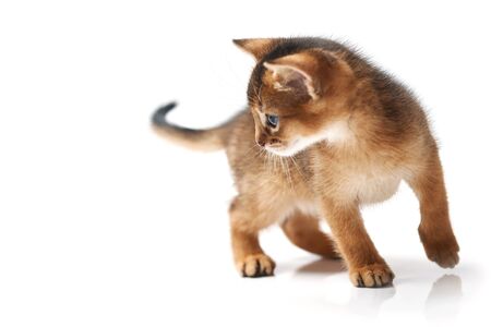 Little brown kitten with blue eyes. Studio photo on a white background. Isolate. Abessian thoroughbred kitten plays on the floor. Side view. Funny pet.の写真素材