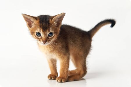 Portrait of a little funny brown kitten. purebred abessin kitten is looking at the camera. Pet at home. Studio photo on a white background isolate.の写真素材