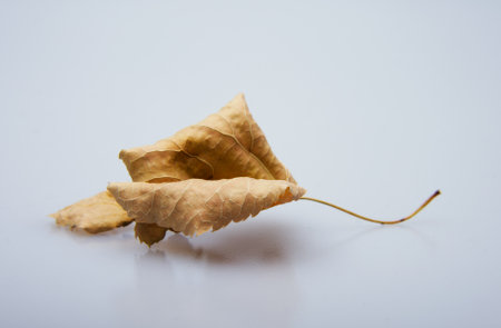 Autumn leaf on grey backgroundの写真素材