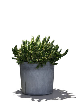 Cactus in grey pot on white backgroundの写真素材