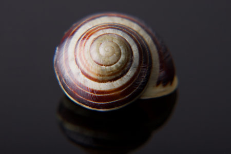 A snail shell on white and blackの写真素材