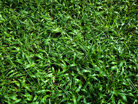Fine green grass on the nice light field outside natural background pictureの写真素材