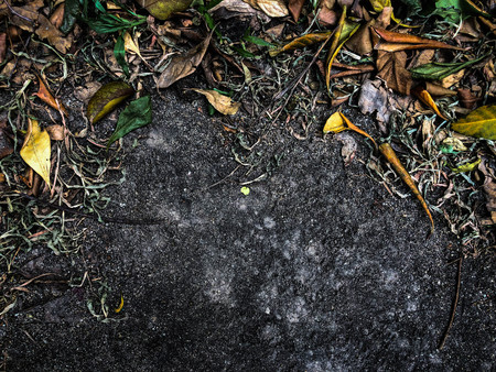 Soil and leaves floor with many color of texture harmony on earth nature background pictureの写真素材