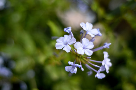 A bunch of beautiful purple flowers blossoming in spring seasonの写真素材