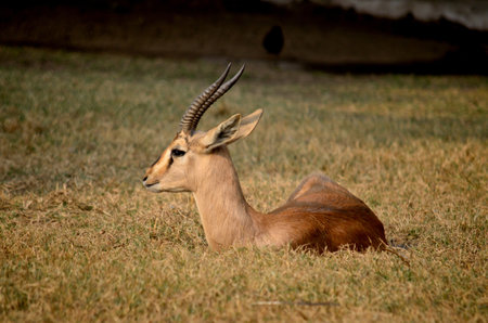 A baby Antelope resting in sun on green grassの写真素材