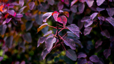 Red Leavesの写真素材