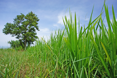 green paddy fieldの写真素材