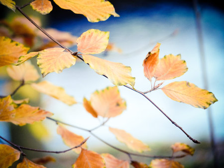 autumn beech branch