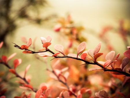 autumn mood