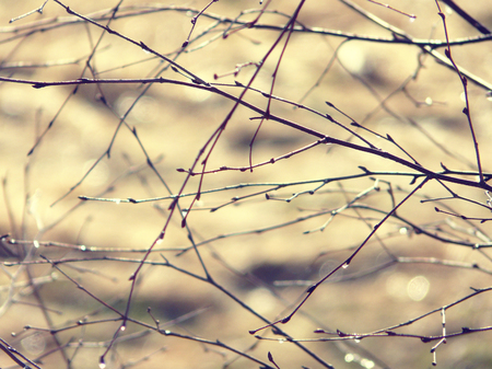 birch branchesの写真素材