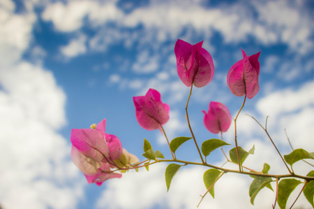 Bougainvillea flower in my garden very beautifulの写真素材