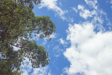 tree and  blue sky look freshy in morning timeの写真素材
