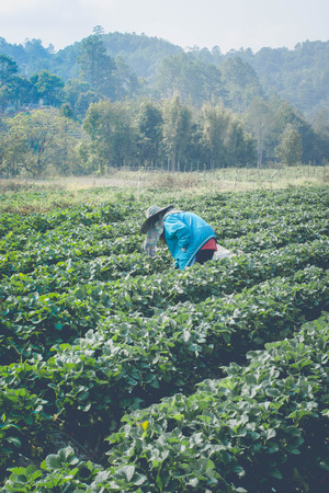 farmman pick strawberry in strawberry every day in morning timeの写真素材