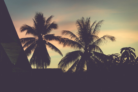 sun set and coconut background look beautifulの写真素材