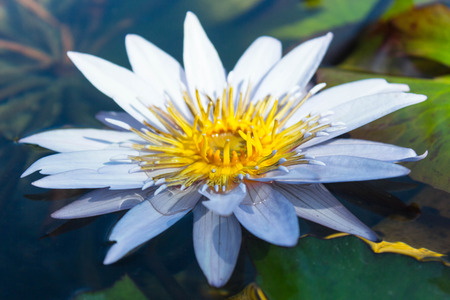 lotus in water at morning time  look beautifulの写真素材