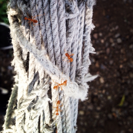 Ants small but terrible. の素材