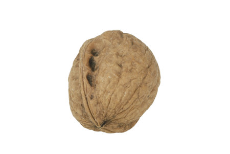 one nut on white background, isolated