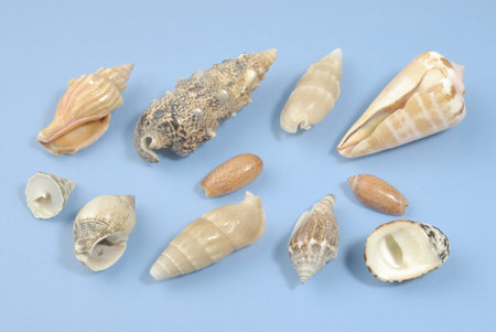 Seashells, photographed in the studio